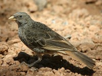 Rufous-tailed Weaver (Histurgops ruficauda)