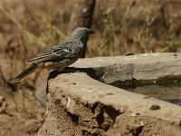 Rufous-tailed Weaver (Histurgops ruficauda)