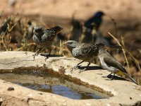 Rufous-tailed Weaver (Histurgops ruficauda)