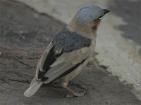 Grey-capped Social Weaver (Pseudonigrita arnaudi)