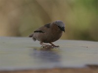 Grey-capped Social Weaver (Pseudonigrita arnaudi)