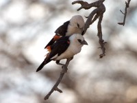 White-headed Buffalo Weaver (Dinemellia dinemelli)