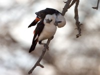 White-headed Buffalo Weaver (Dinemellia dinemelli)