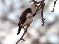 White-headed Buffalo Weaver (Dinemellia dinemelli)