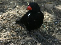 Red-billed Buffalo Weaver (Bubalornis niger)