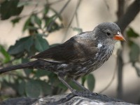 Red-billed Buffalo Weaver (Bubalornis niger)