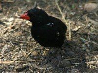 Red-billed Buffalo Weaver (Bubalornis niger)