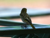 Vitelline Masked Weaver (Ploceus vitellinus)