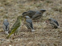 Vitelline Masked Weaver (Ploceus vitellinus)