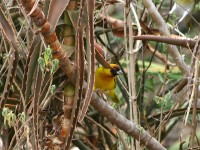 Vitelline Masked Weaver (Ploceus vitellinus)