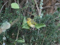 Vitelline Masked Weaver (Ploceus vitellinus)