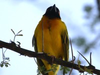 Vitelline Masked Weaver (Ploceus vitellinus)