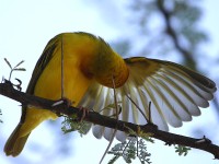 Vitelline Masked Weaver (Ploceus vitellinus)