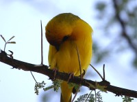 Vitelline Masked Weaver (Ploceus vitellinus)