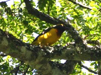 Usambara Weaver (Ploceus nicolli)