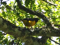 Usambara Weaver (Ploceus nicolli)