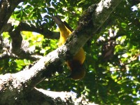 Usambara Weaver (Ploceus nicolli)