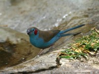 Red-cheeked Cordon-bleu (Uraeginthus bengalus)