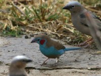 Red-cheeked Cordon-bleu (Uraeginthus bengalus)