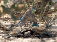 Blue-capped Cordon-bleu (Uraeginthus cyanocephalus) Red-cheeked Cordon-bleu (Uraeginthus bengalus)