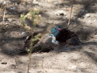 Blue-capped Cordon-bleu (Uraeginthus cyanocephalus)