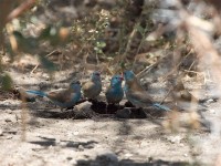 Blue-capped Cordon-bleu (Uraeginthus cyanocephalus)