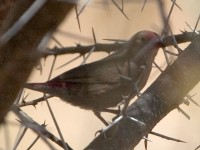 Red-billed Firefinch (Lagonosticta senegala)