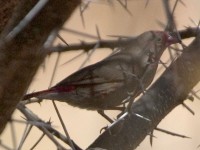 Red-billed Firefinch (Lagonosticta senegala)