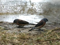 Grey-headed Silverbill (Odontospiza caniceps)