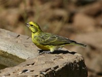 White-bellied Canary (Crithagra dorsostriata)