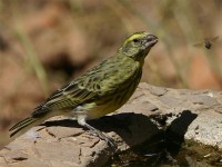 White-bellied Canary (Crithagra dorsostriata)