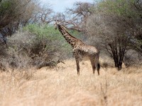 Masai Giraffe