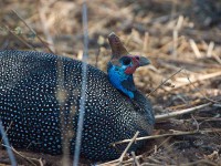 Helmeted Guineafowl