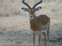 Impala