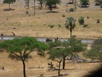 Tarangire Safari Lodge