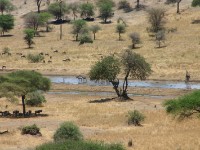 Tarangire Safari Lodge