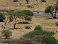 Tarangire Safari Lodge