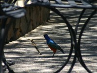 Superb Starling