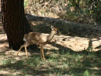 Kirk's Dikdik