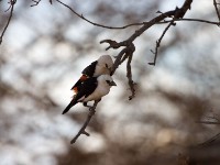 White-headed Buffalo-Weaver