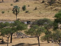 Tarangire Safari Lodge