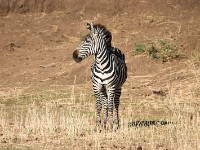 Burchell's Zebra