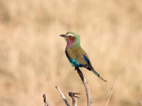 Lilac-breasted Roller