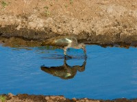 Hadada Ibis