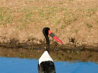 Saddle-billed Stork