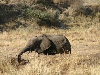 African Elephant