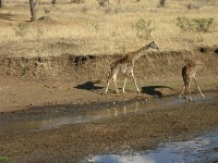 Masai Giraffe