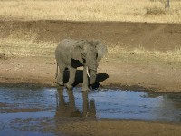 African Elephant