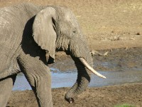 African Elephant