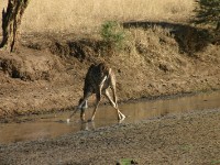 Masai Giraffe